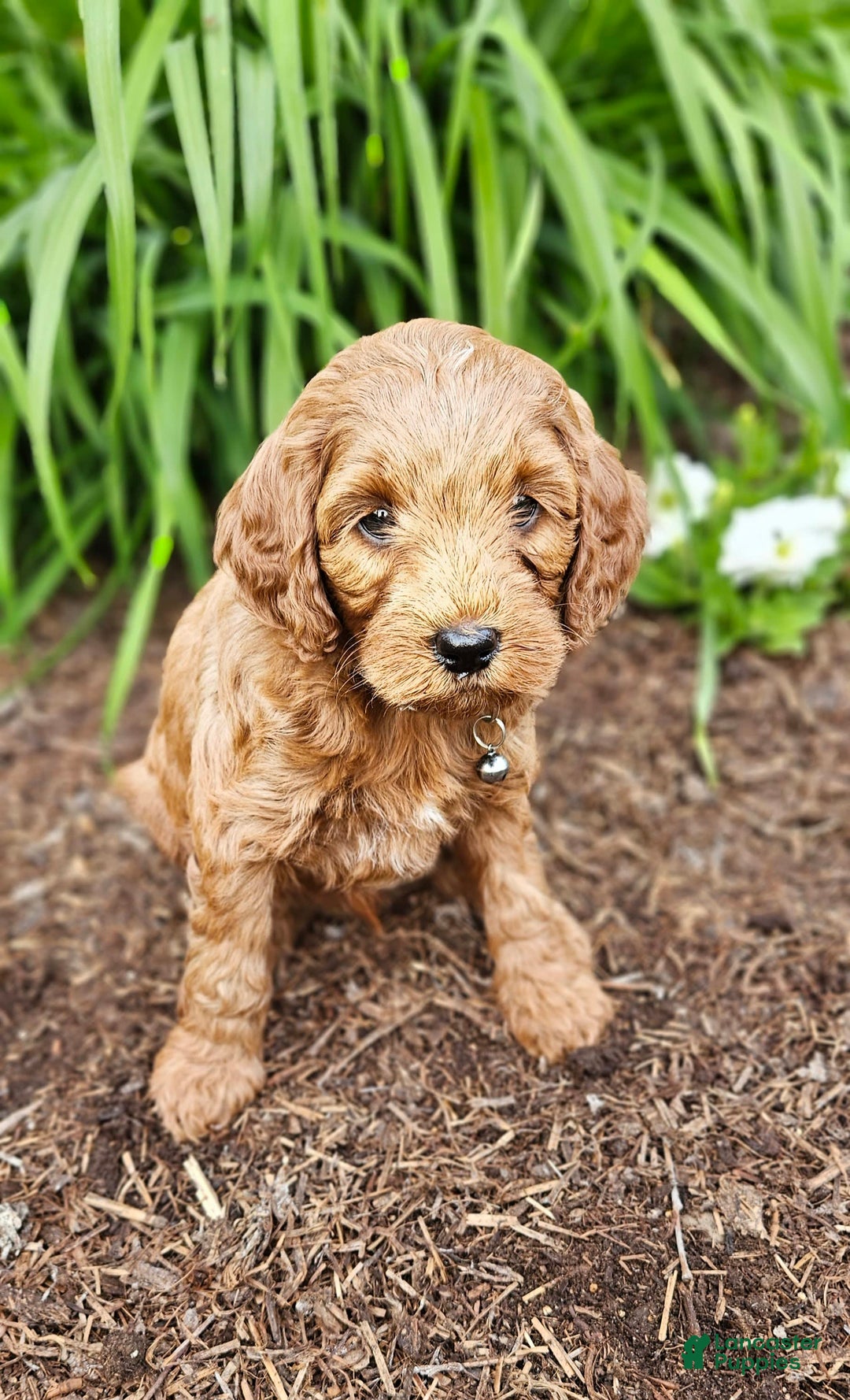 Miniature Poodle dogs for sale: Milo - Image 2