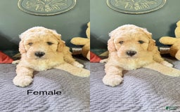 Goldendoodle dogs for sale: Blondie - Image 1