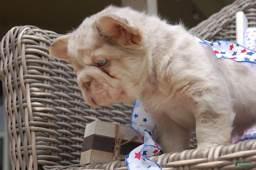 French Bulldog dogs for sale: Nate - Image 9