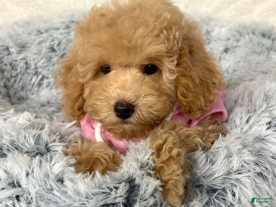 Miniature Poodle dogs for sale: Mila - Image 1