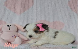Yorkshire Terrier dogs for sale: Skye - Image 3