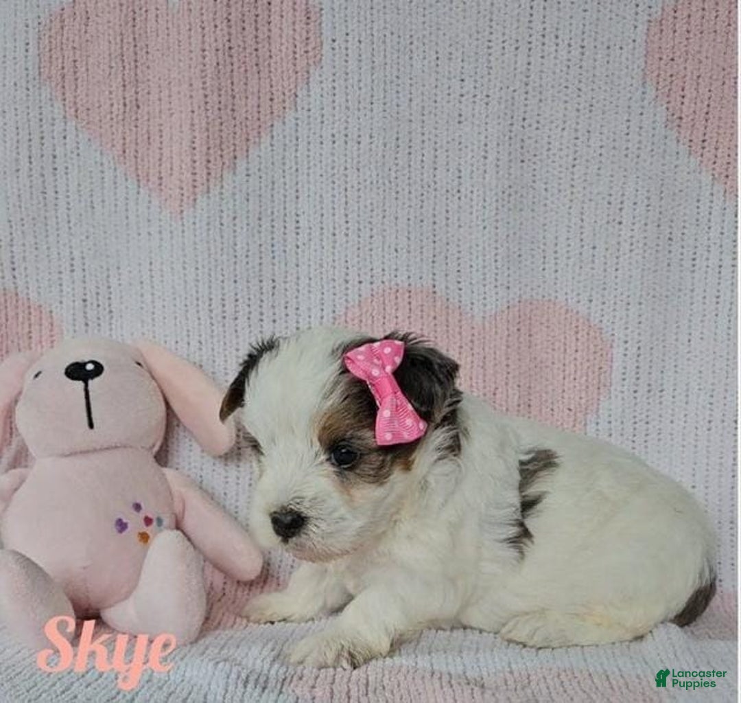 Yorkshire Terrier dogs for sale: Skye - Image 3
