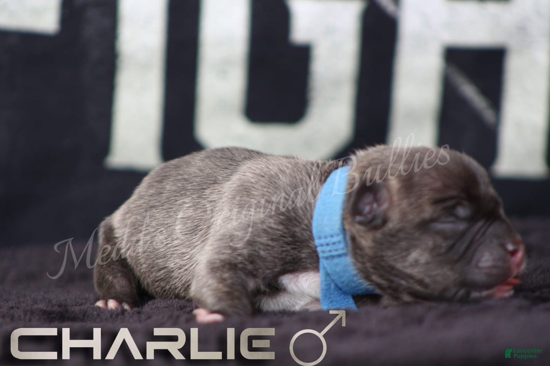 American Bully dogs for sale: Bravo - Image 6