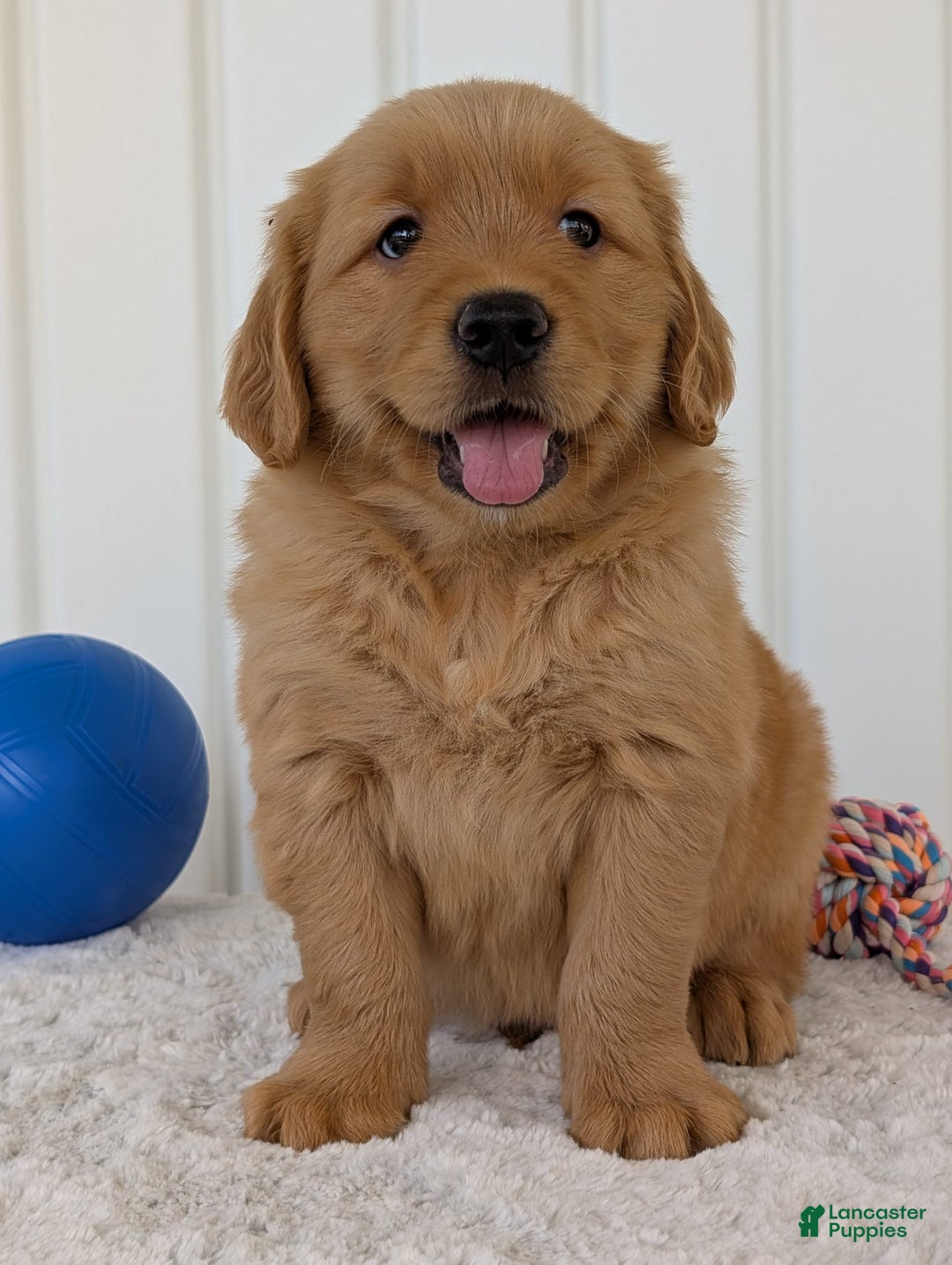 Golden Retriever dogs for sale: Brady - Image 15