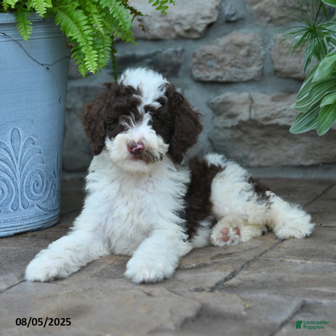 Bernedoodle dogs for sale: Bernedoodle 8 puppies - Image 14
