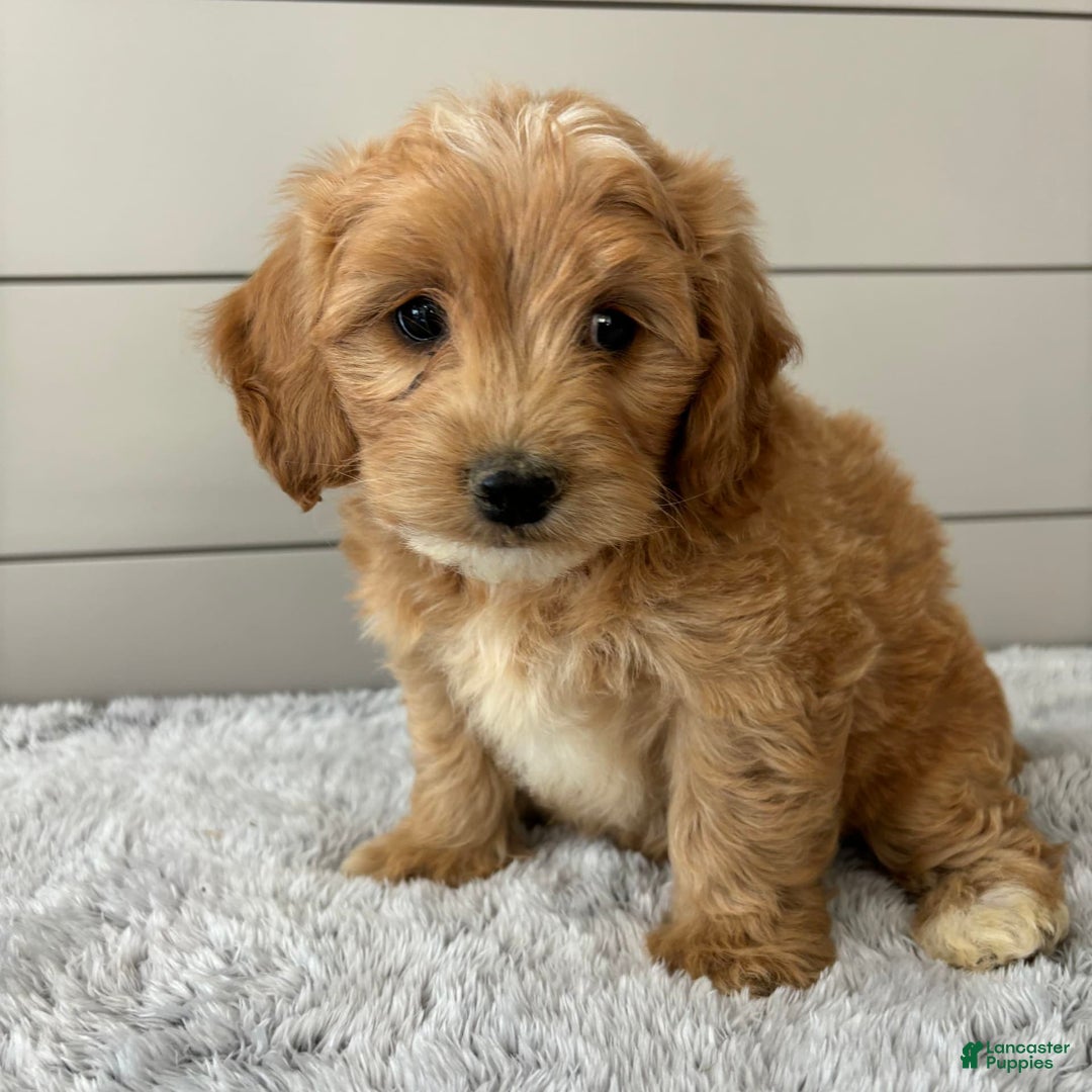  dogs for sale: Mini Goldendoodle 7 puppies - Image 13