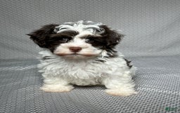 Havapoo dogs for sale: Ace - Image 3