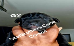 Cane Corso dogs for sale: Black - Image 6