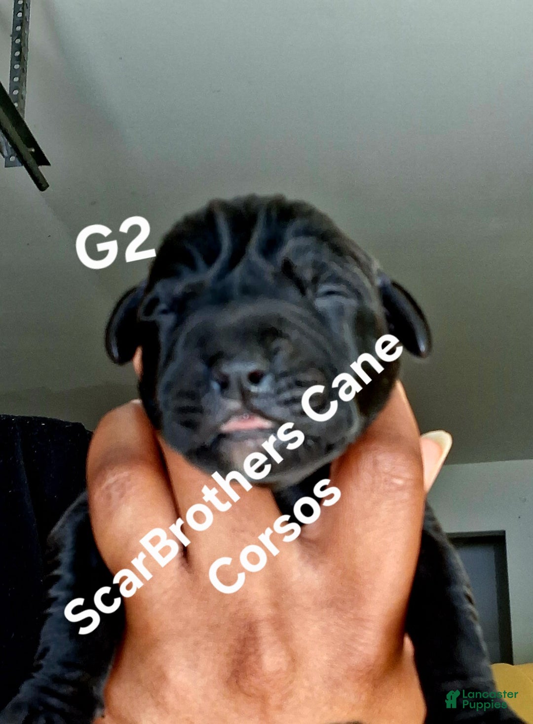 Cane Corso dogs for sale: Black - Image 6