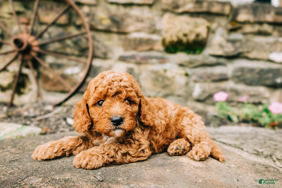 Cavapoo dogs for sale: Milo - Image 9
