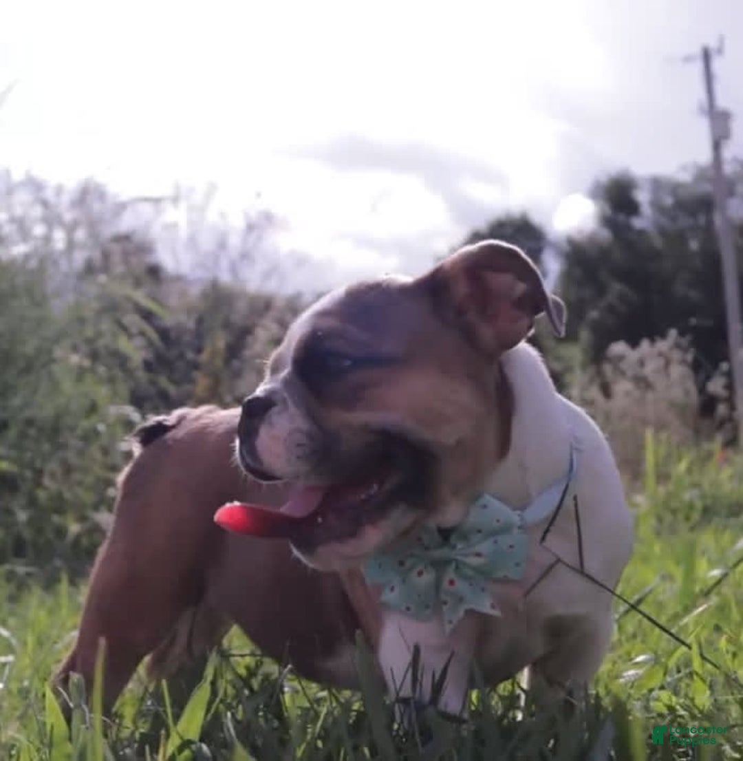 English Bulldog dogs for sale: Frannie - Image 5