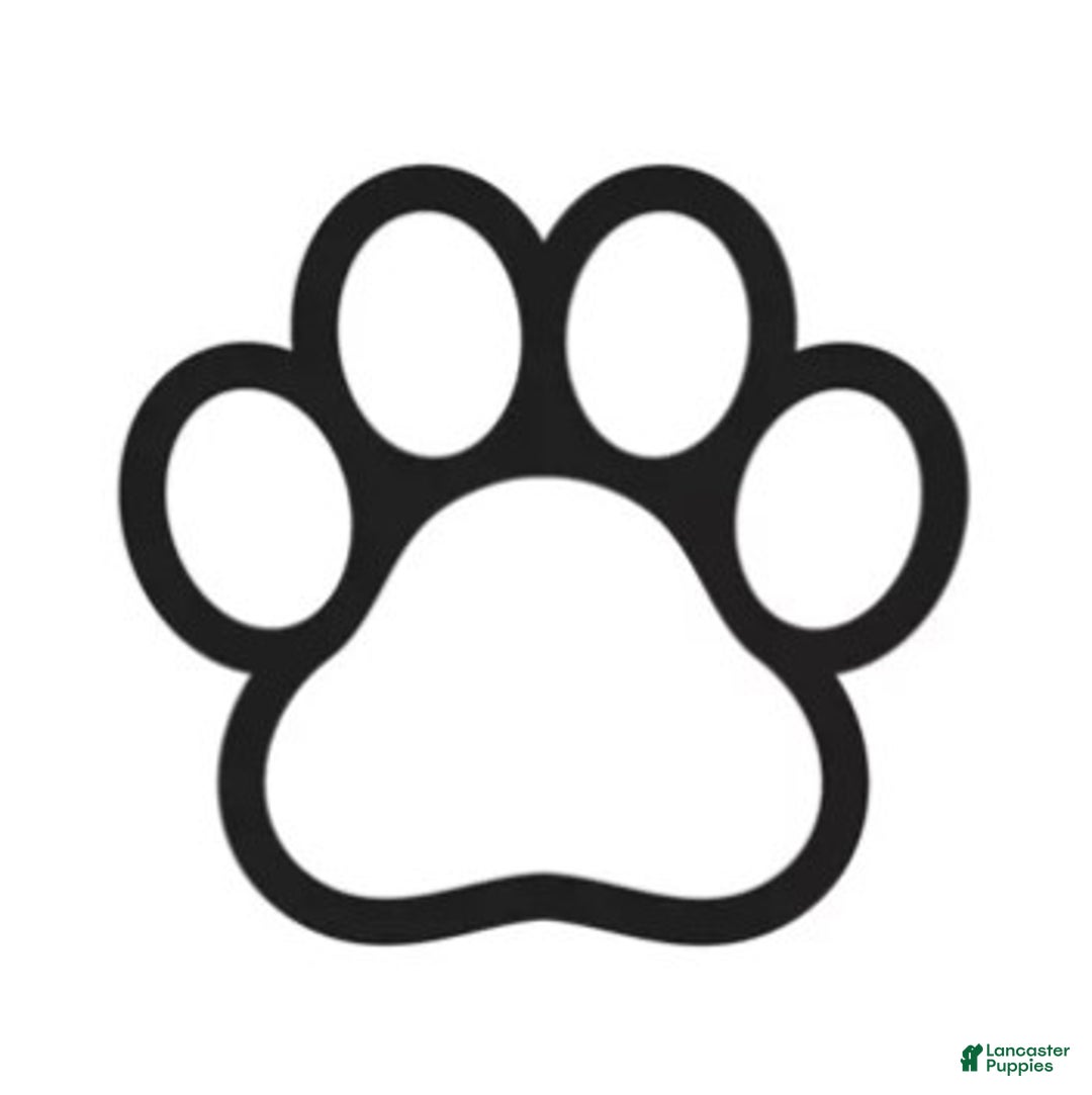 Mixed Breed dogs for sale: Rufus - Image 1