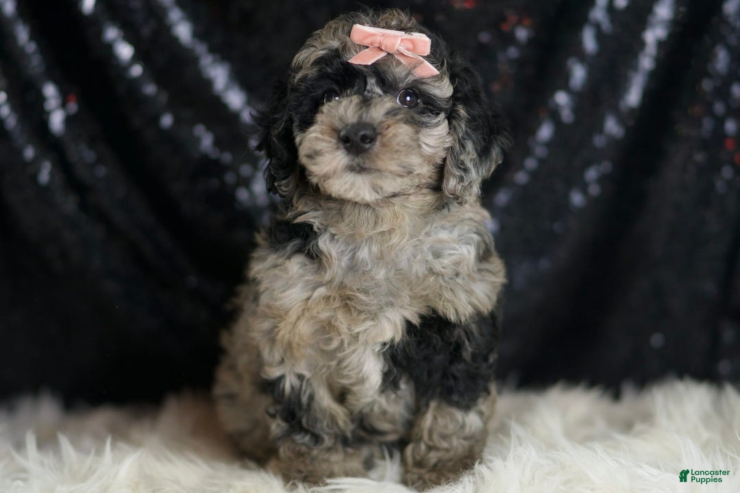 Mini Goldendoodle dogs for sale: Star - Image 4