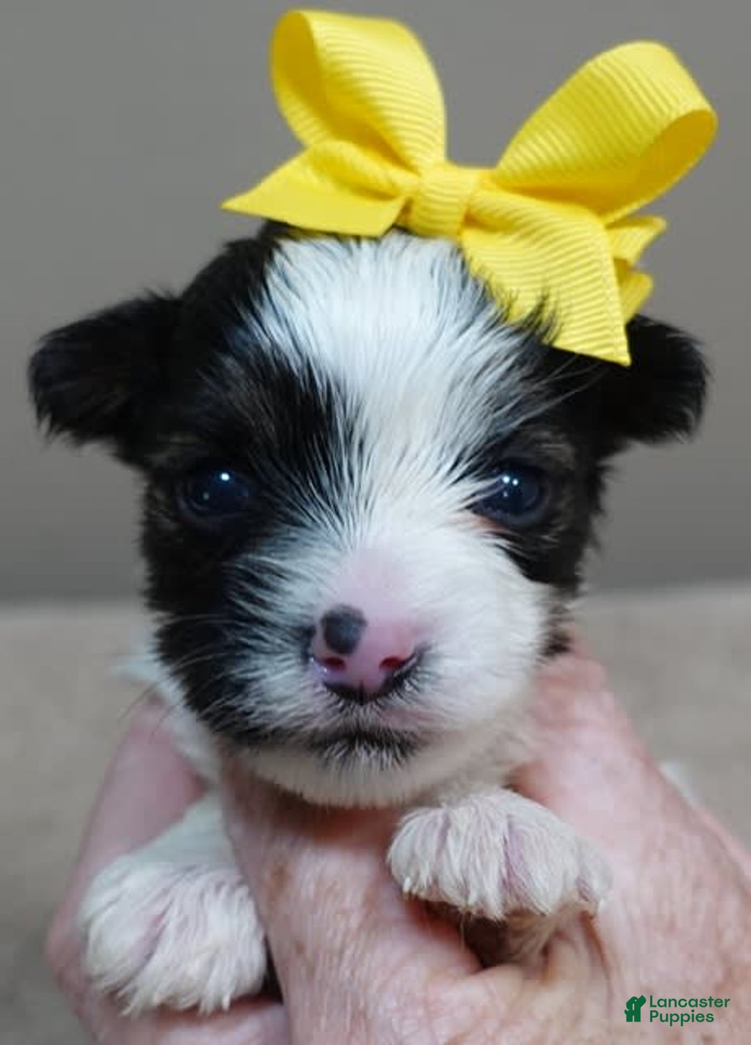 Yorkshire Terrier dogs for sale: Beckham - Image 22