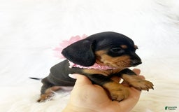 Miniature Dachshund dogs for sale: Akc Amber - Image 3