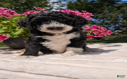 Mini Bernedoodle dogs for sale: Sienna - Image 6