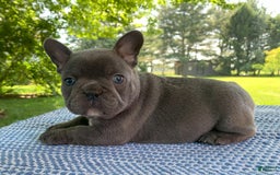 French Bulldog dogs for sale: Bruno - Image 1