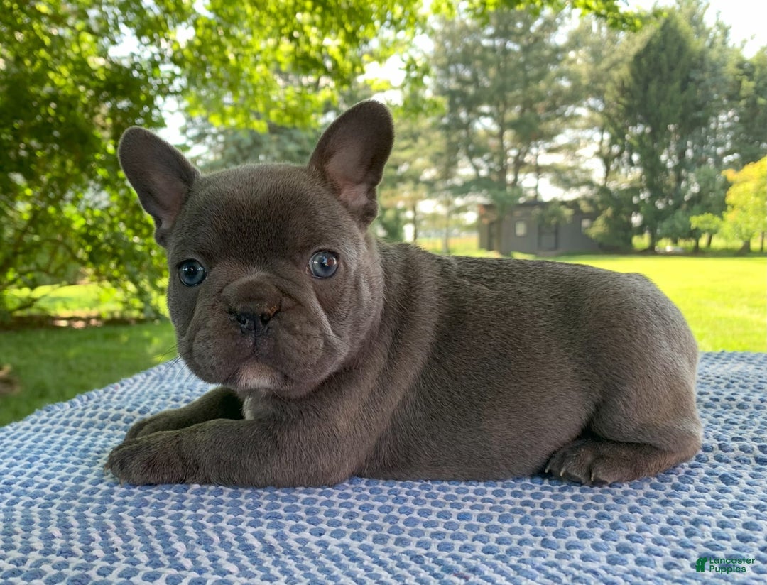 French Bulldog dogs for sale: Bruno - Image 1