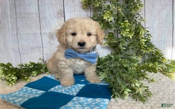 Doxiepoo dogs for sale: Darrin - Image 3