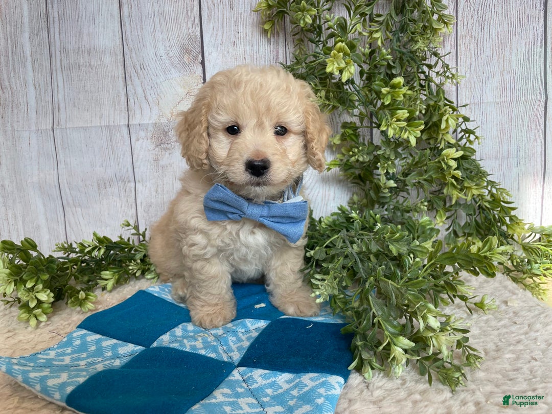 Doxiepoo dogs for sale: Darrin - Image 3