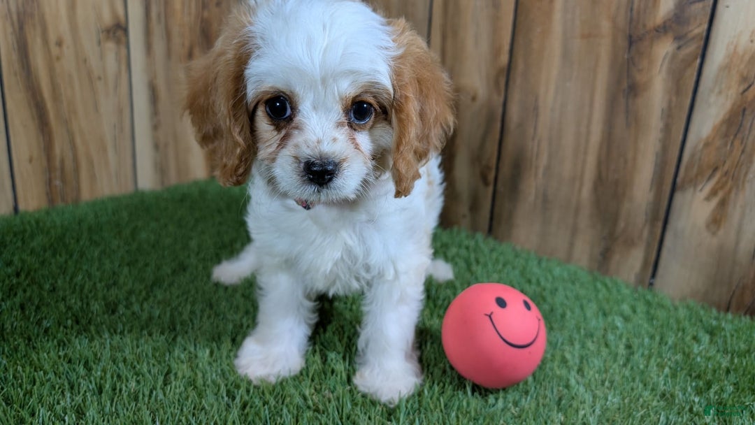 Cavapoo dogs for sale: Fiona Girl 1 - Image 6