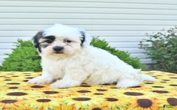 Teddy Bear dogs for sale: Kevin - Image 5