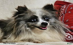 Pomeranian dogs for sale: Janey - Image 1