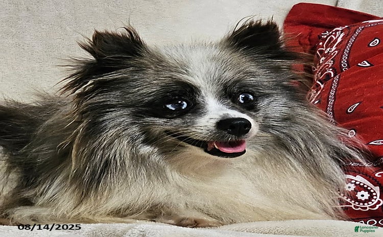 Pomeranian dogs for sale - Ad 2