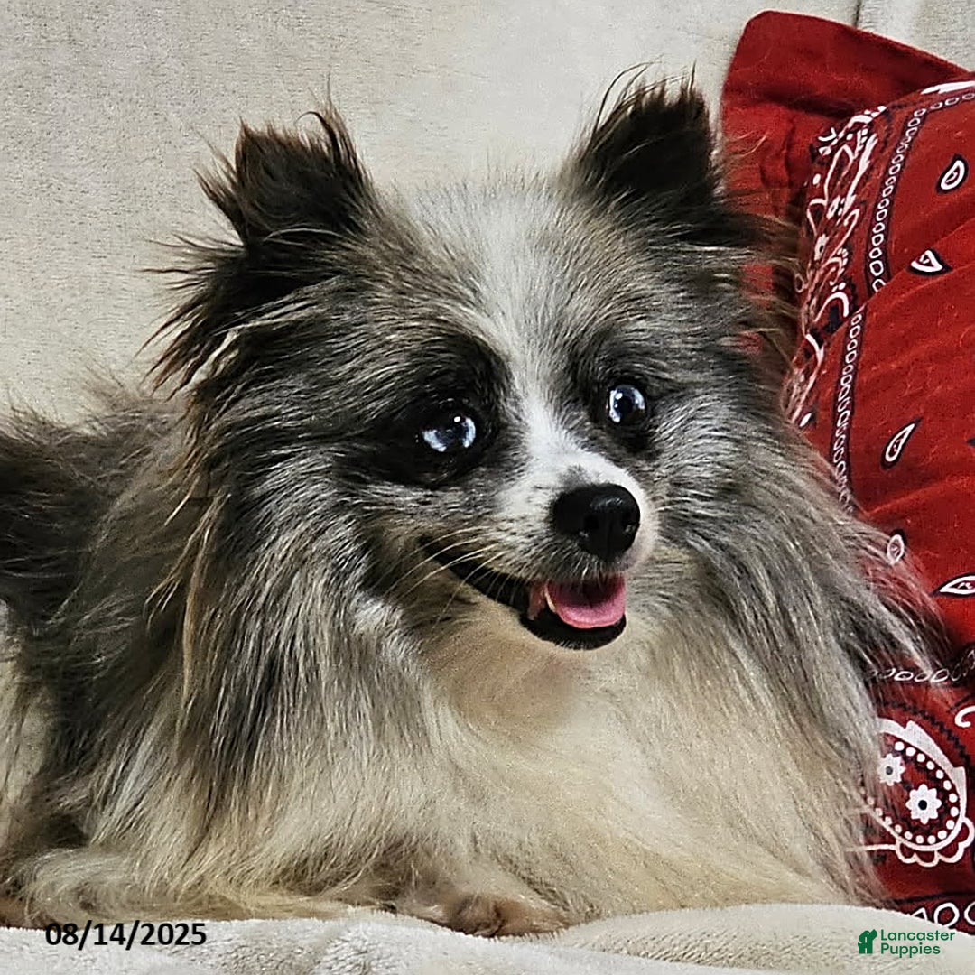 Pomeranian dogs for sale: Janey - Image 1