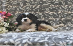 Cavapoo dogs for sale: Bailey - Image 1