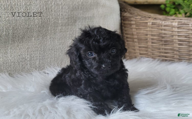 Cavapoo dogs for sale - Ad 5