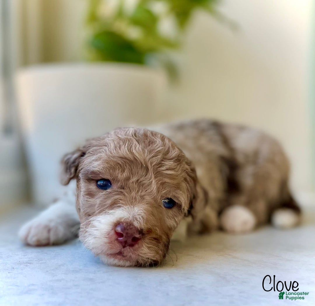 Mini Aussiedoodle dogs for sale: Clove - Image 1