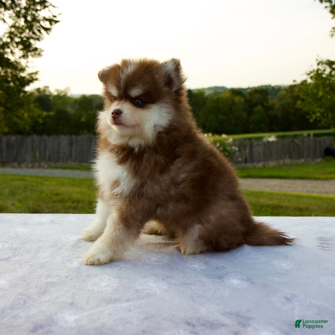Pomsky dogs for sale: Ramsey - Image 8