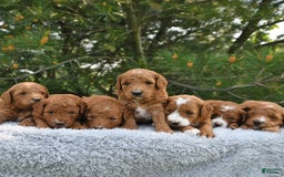 Mini Goldendoodle dogs for sale: Emily - Image 22