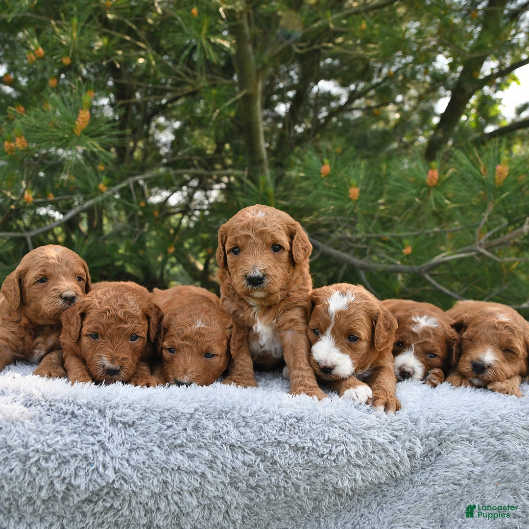 Mini Goldendoodle dogs for sale: Emily - Image 22