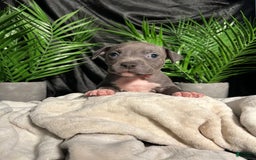 American Bully dogs for sale: Lady Bug - Image 5