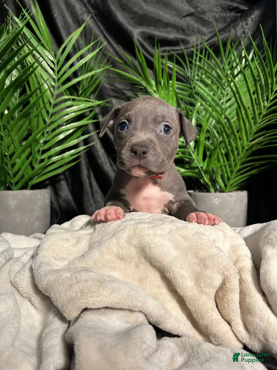 American Bully dogs for sale: Lady Bug - Image 5