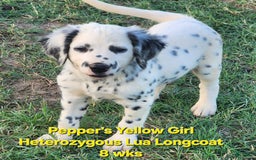 Dalmatian dogs for sale: Peppers Yellow Girl - Image 13