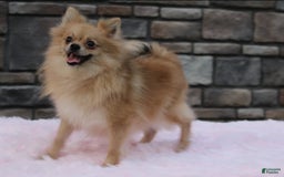 Pomeranian dogs for sale: Lola - Image 10