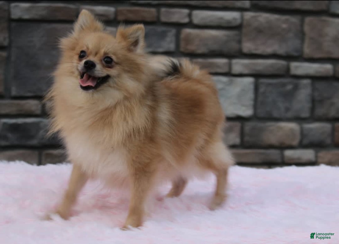 Pomeranian dogs for sale: Lola - Image 10