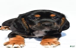Beaglier dogs for sale: Chase - Image 5