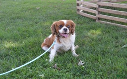 Cavalier King Charles Spaniel dogs for sale: Destiny - Image 10