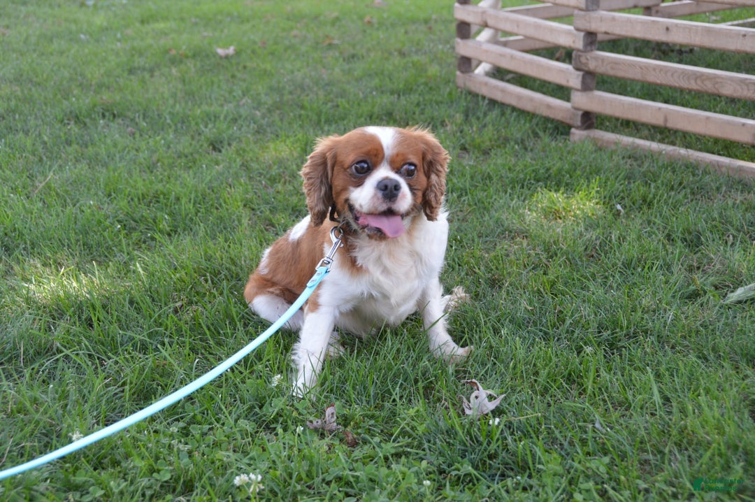 Cavalier King Charles Spaniel dogs for sale: Destiny - Image 10