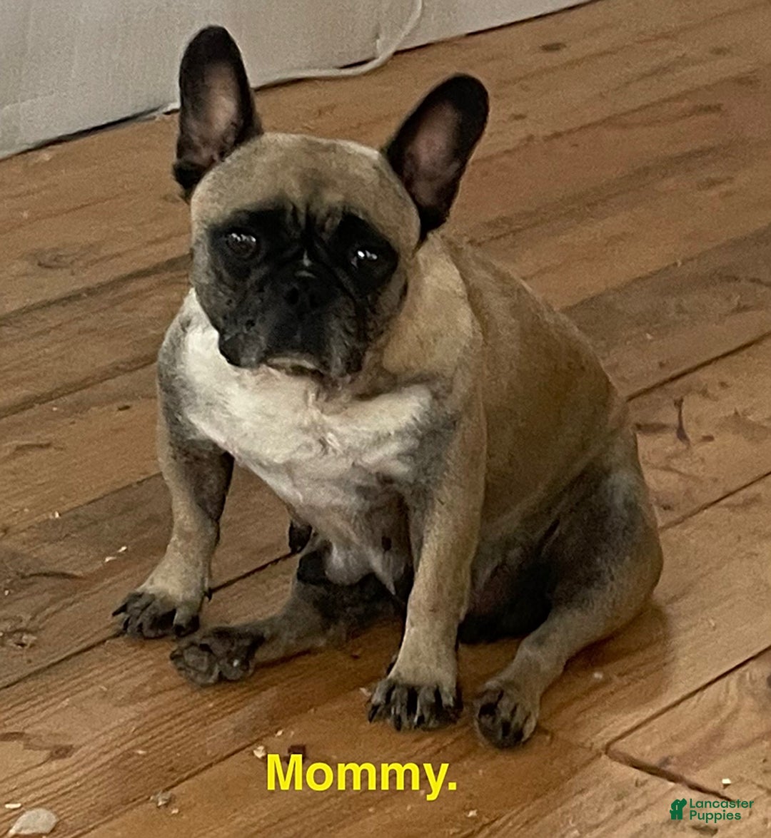 French Bulldog dogs for sale: Trista - Image 2
