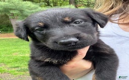 German Shepherd dogs for sale: Loki - Image 10