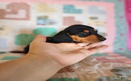 Miniature Dachshund dogs for sale: Peach - Image 14