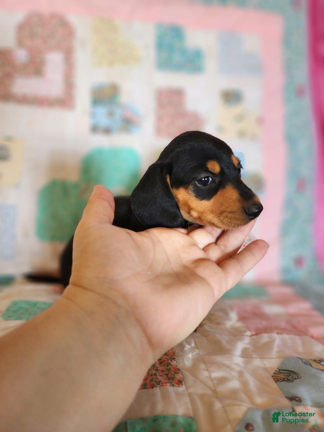 Miniature Dachshund dogs for sale: Peach - Image 14