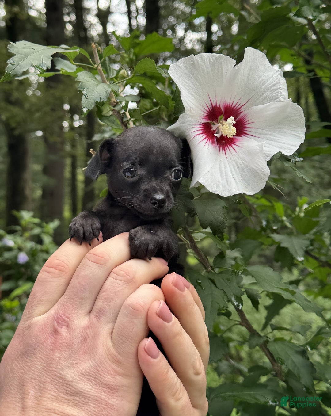 Chihuahua dogs for sale: Black Pearl - Image 11