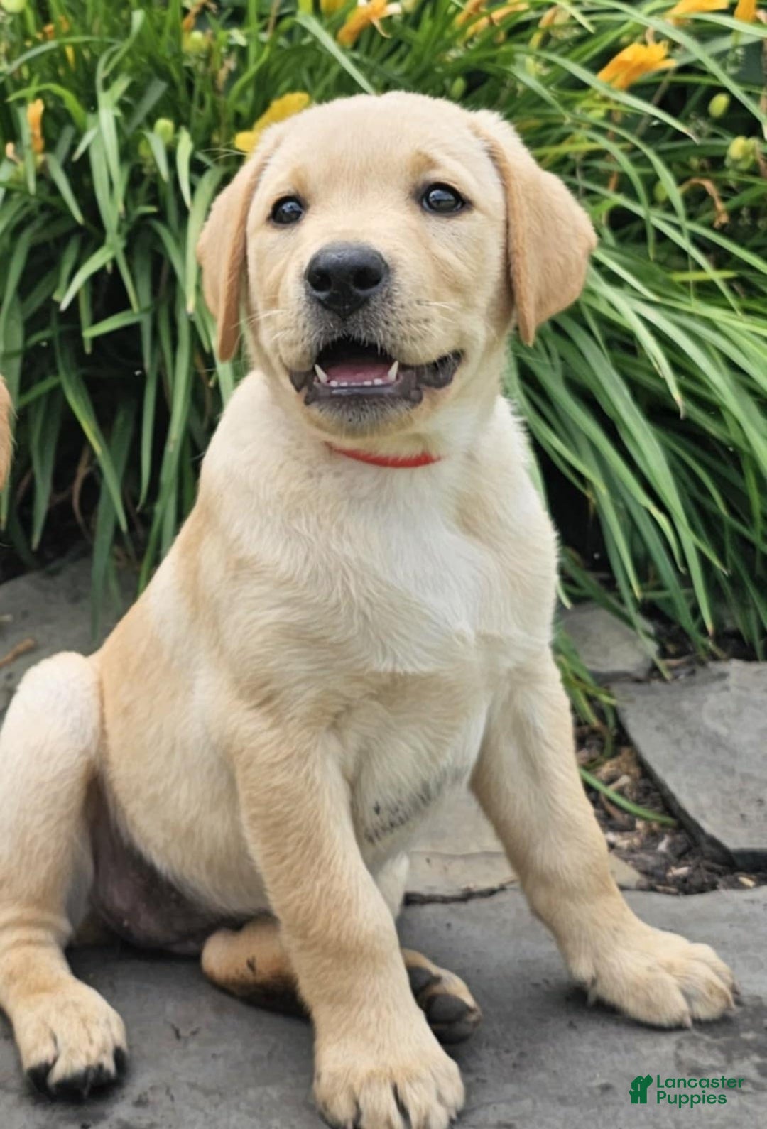 Labrador Retriever dogs for sale: Labrador Retriever 3 puppies - Image 1