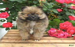 Pomeranian dogs for sale: Joy - Image 5